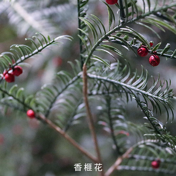 后的香榧，我們還高攀得起嗎？
