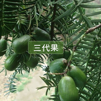 堅(jiān)果香榧子即將上市，香榧為什么這么貴