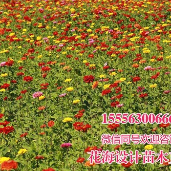波斯菊種子價格一斤多少錢