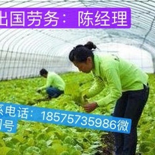 出国打工急招欧美国家工资高零费用工作签证