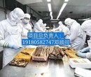 福建泉州出国劳务诚招代理雇主担保澳大利亚月入3万工作签证图片