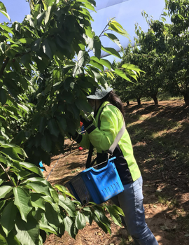 工厂大量招工随州出国打工/新西兰/项目/劳务输出工厂大量招工