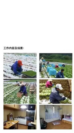 英国招奶粉厂普工正规工签