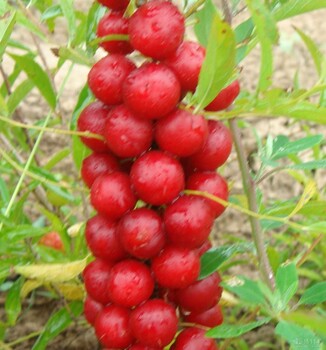 鈣果苗價(jià)格？？鈣果苗多少錢一棵