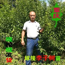 蜂糖李子树苗批发图片