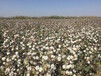新疆高产棉花种子__守信种业有限公司_棉花种子厂家