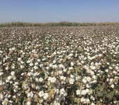 新疆高产棉花种子__守信种业有限公司_棉花种子厂家