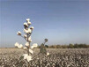 高产棉花种子市场守信种业新疆高产棉花种子新陆中66