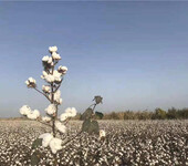 高产棉花种子市场守信种业新疆高产棉花种子新陆中66