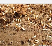 白蚁预防深圳杀白蚁公司除虫公司杀虫公司深圳巨仁圣环境害虫防治公司