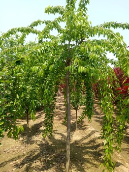 山东泰安樱花价格