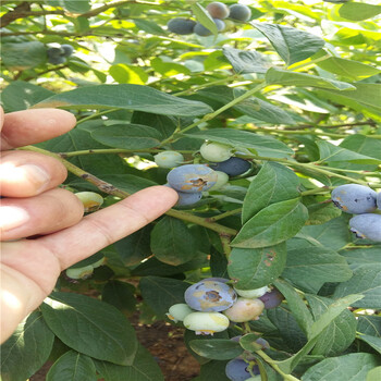 山东蓝莓苗种植基地1-3年蓝莓苗价格介绍