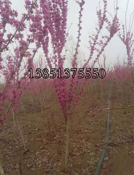 2公分3公分4公分5公分6公分的規(guī)格紫荊花樹苗價格