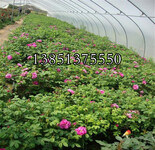一年生二年生多年生四季玫瑰苗价格发布20公分30公分40公分50公分60公分的规格玫瑰价格
