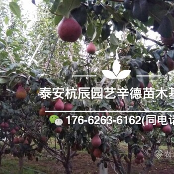 紅梨梨苗哪里有/早紅考密斯梨苗一畝地種多少顆