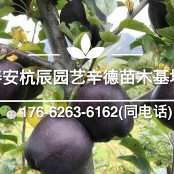 黑钻苹果适合南方种植吗/黑钻苹果苗价格