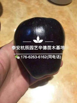 黑鉆蘋果苗一畝地種多少顆/黑鉆蘋果苗畝產(chǎn)量多少