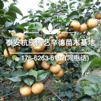 圓黃梨樹苗批發(fā)價格/圓黃梨樹苗價格