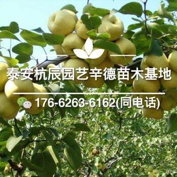 皇冠梨樹苗哪里有/哪里有皇冠梨樹苗