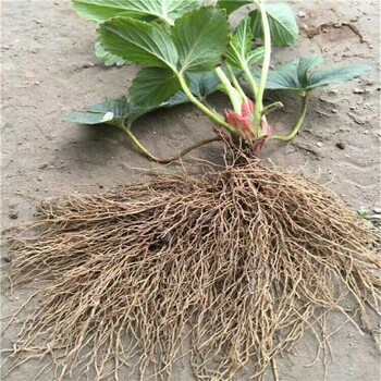 甜查理草莓苗好管理嗎/甜查理草莓苗種植技術(shù)