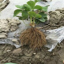 我想种植甜查理草莓苗哪里的种苗价格便宜图片