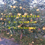 维纳斯黄金苹果苗种植技术、维纳斯黄金苹果种植经验、维纳斯黄金苹果苗