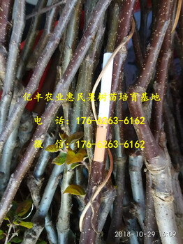 1公分密脆蘋果苗、新品種密脆蘋果苗、原產(chǎn)地發(fā)貨