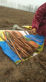 河南垆土铁棍山药结构图