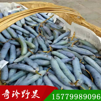藍(lán)焦果貓屎瓜種苗奇珍野果農(nóng)業(yè)開發(fā)有限公司