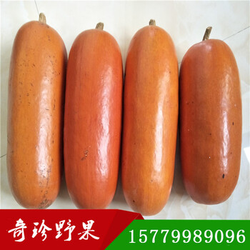 香如蜜紅香蜜種子奇珍野果農(nóng)業(yè)開(kāi)發(fā)有限公司
