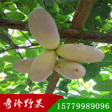 八月瓜种植前景图片