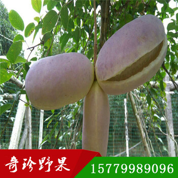 八月瓜種苗多少錢一棵江西奇珍野果農(nóng)業(yè)基地直發(fā)