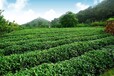 泰山女儿茶:几种常用茶叶的冲泡方法