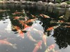 杭州锦鲤出售、鱼池过滤、鱼池清洗