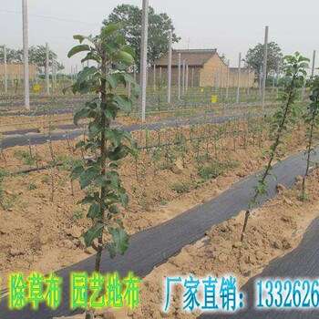 广西/佳林..防草布厂家防草地布黑色除草布果园抑草布大棚地布