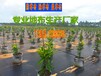 成都防草布抗老化除草布大棚无纺布抑草布