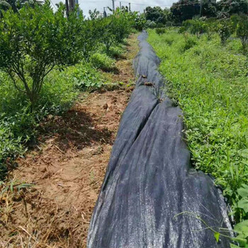 广州黑色农用除草地布一亩果园防草布价格