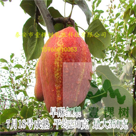 秋红梨树苗优良品种