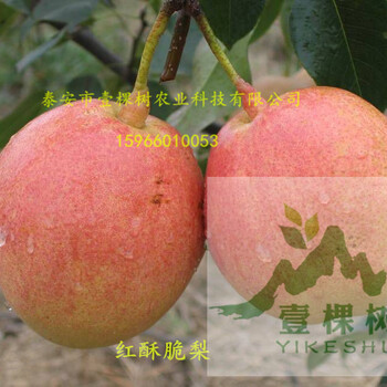 丑梨梨樹苗零售