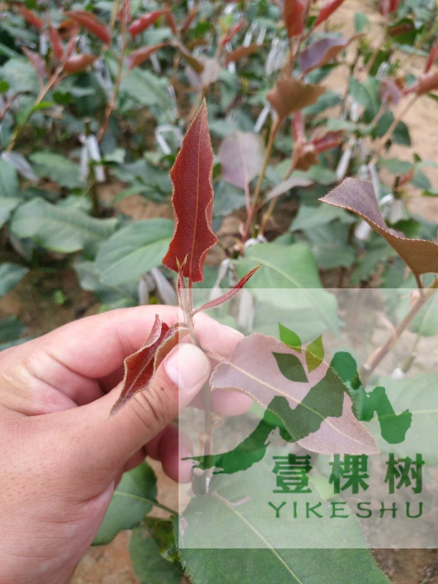 丑梨树苗种植条件