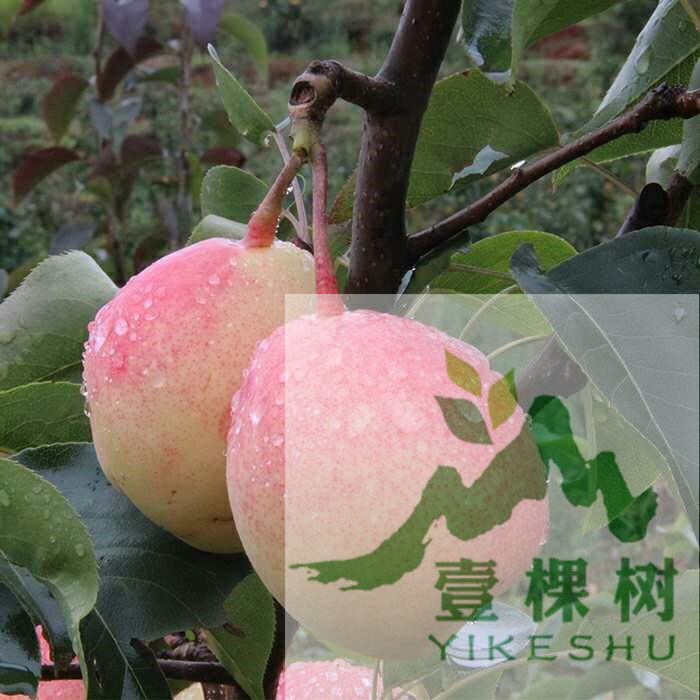 奧世紅梨樹苗采購