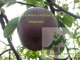 奧世紅梨樹苗口感