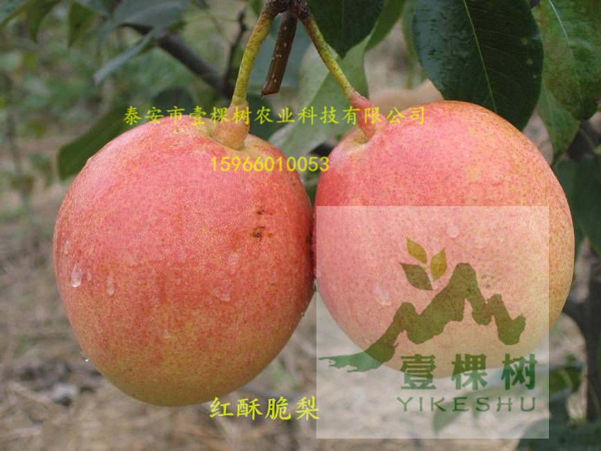 奧世紅梨樹苗采購