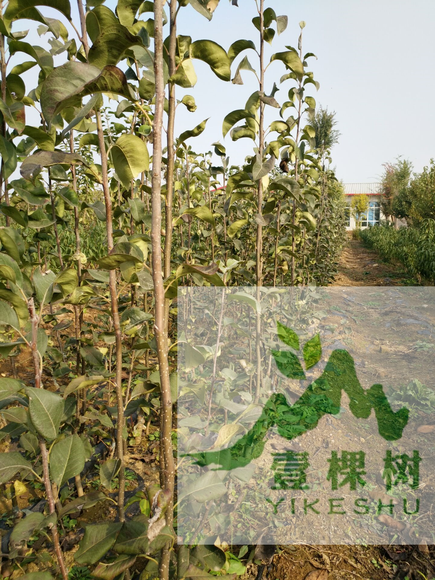 早酥紅梨樹苗介紹
