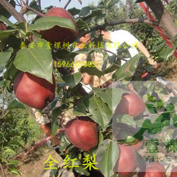 紅梨品種怎么賣