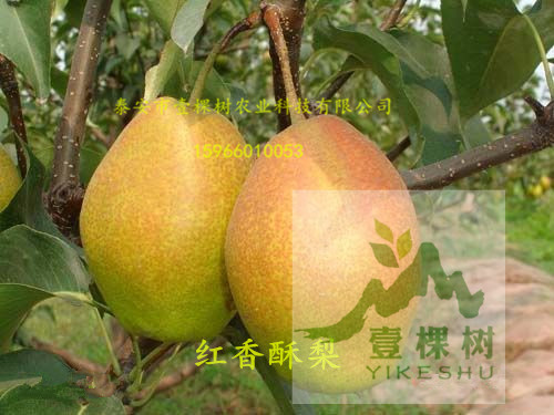 早酥紅梨樹苗介紹