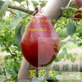 早酥紅梨樹苗介紹