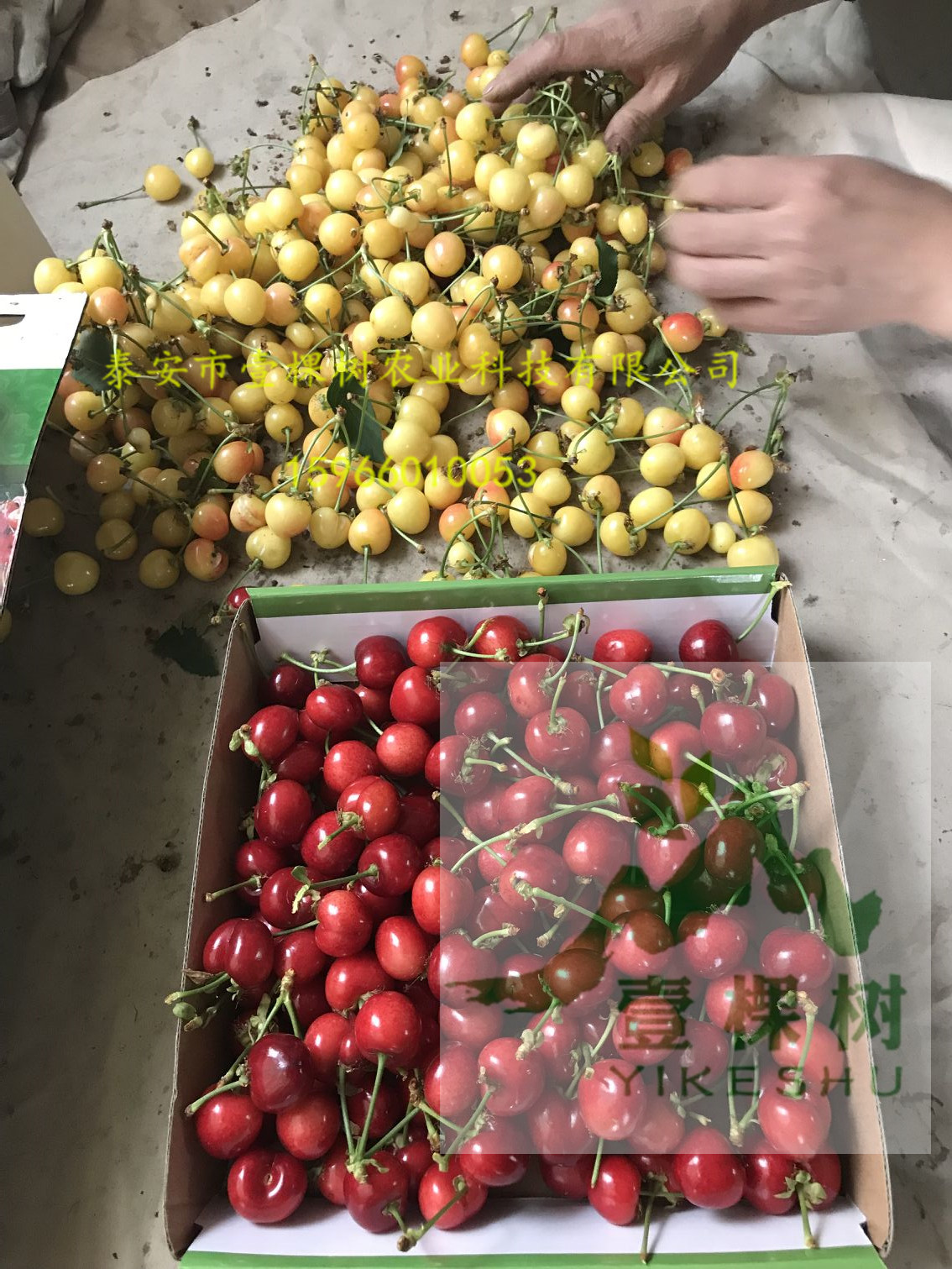 奧世紅梨樹苗多少錢一株
