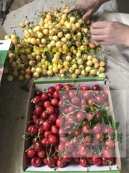 紅茄梨樹苗簡介