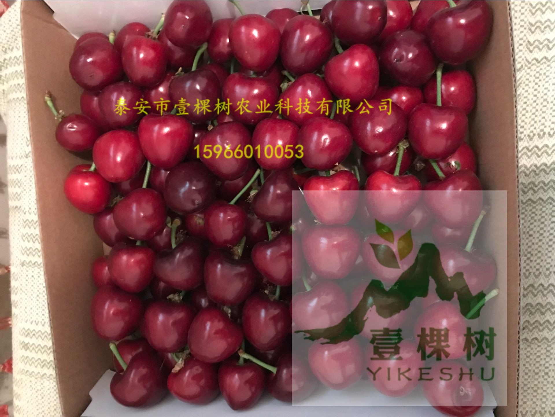 紅啤梨樹苗畝產(chǎn)量